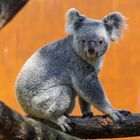 Koala im Leipziger Zoo