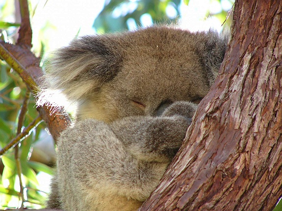 Koala im Nationalpark