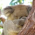 Koala im Nationalpark