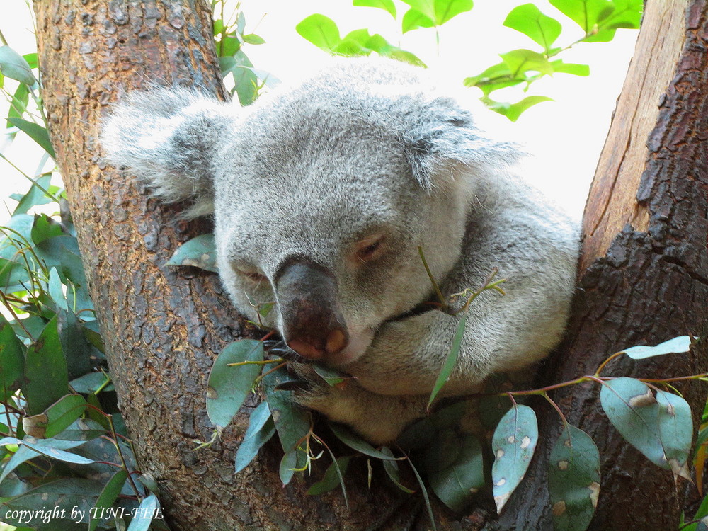 KOALA im Tiergarten SCHÖNBRUNN / Wien