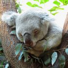 KOALA im Tiergarten SCHÖNBRUNN / Wien