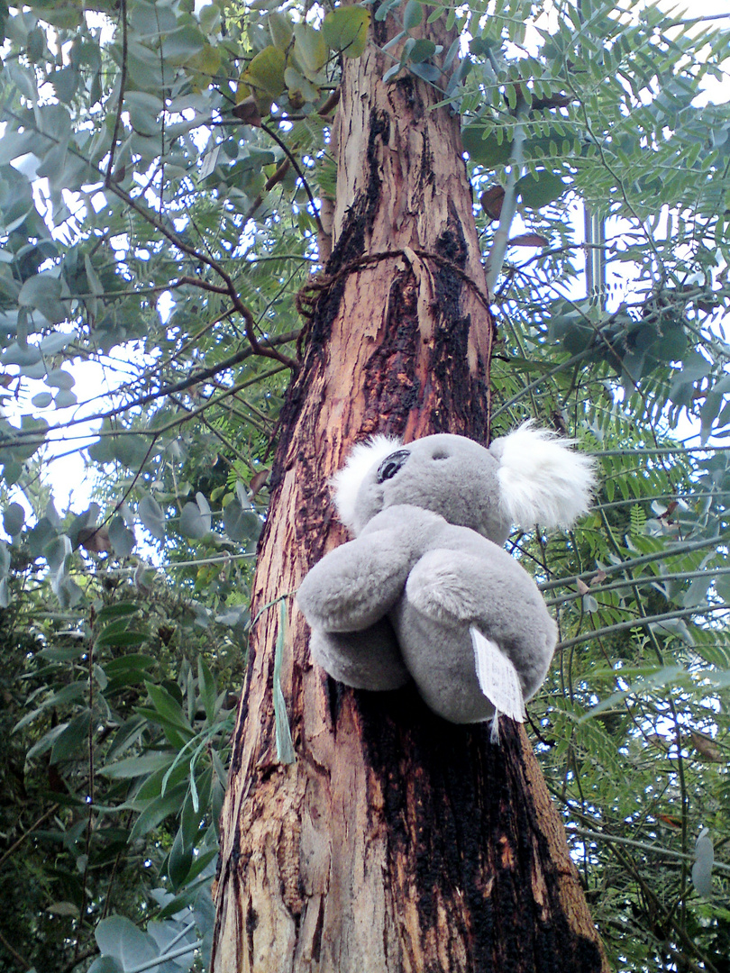 Koala im Tropenhaus HH