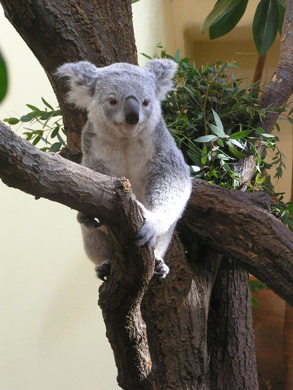 Koala im Wiener Zoo