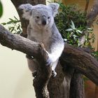 Koala im Wiener Zoo