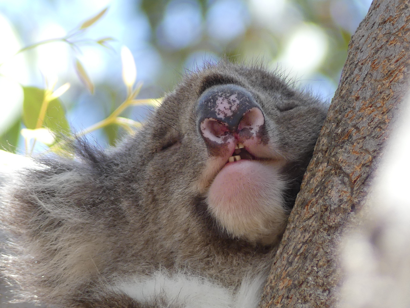 Koala im Yanchep National Park