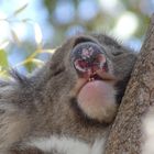 Koala im Yanchep National Park