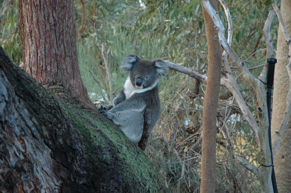 Koala im Yanchep Park