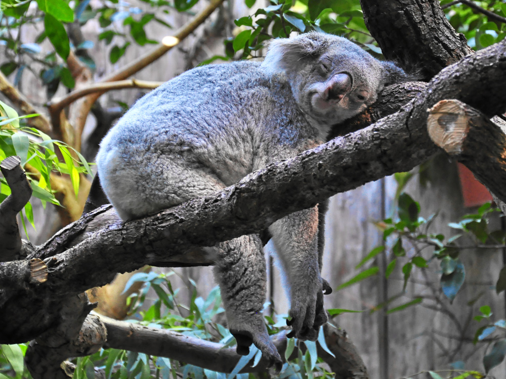 Koala im Zoo