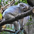 Koala im Zoo