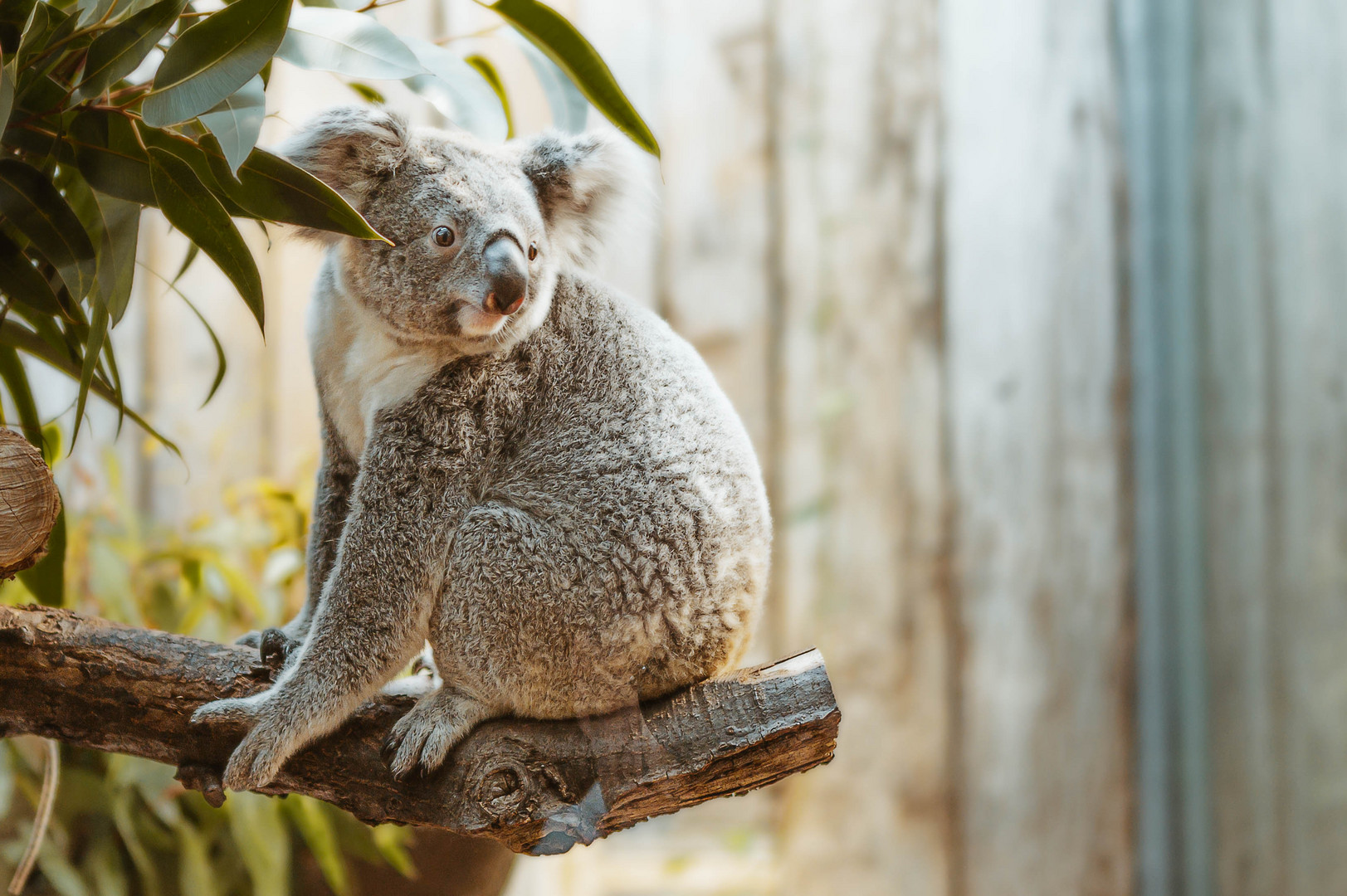 Koala im Zoo