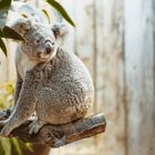 Koala im Zoo