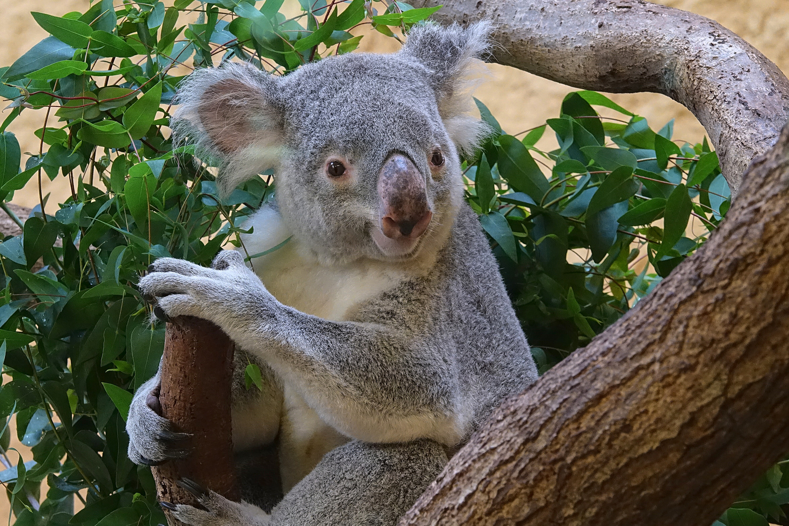 Koala im Zoo Dresden