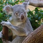 Koala im Zoo Dresden