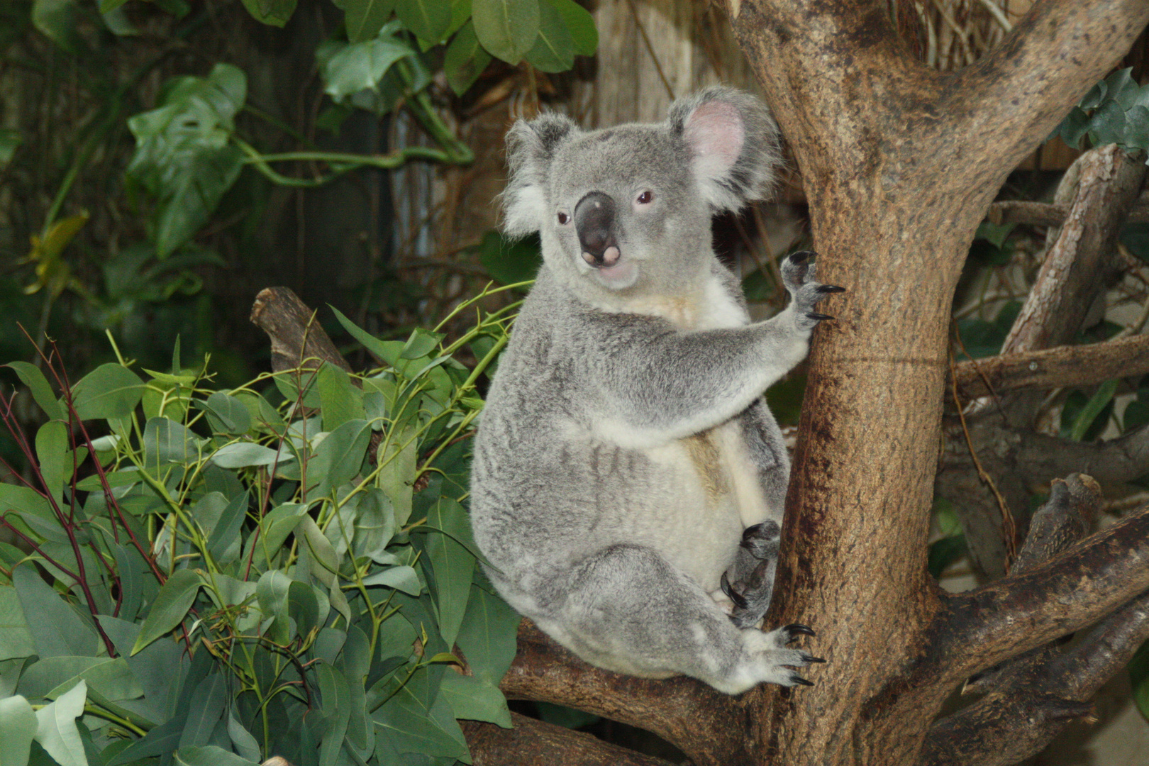 Koala im Zoo Duisburg