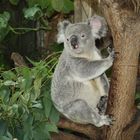 Koala im Zoo Duisburg