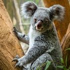 Koala im Zoo Leipzig