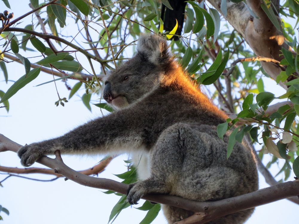 Koala in Aktion