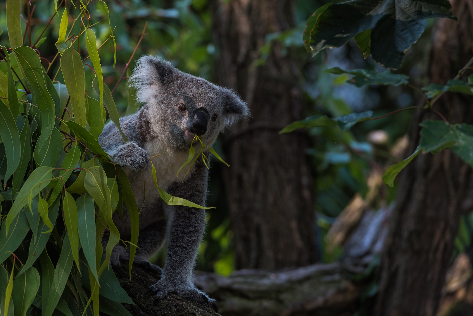 Koala in Aktion