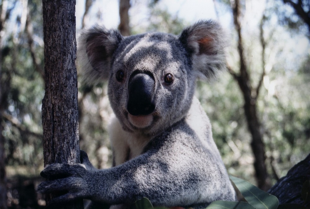 Koala in Australien