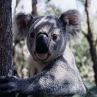 Koala in Australien