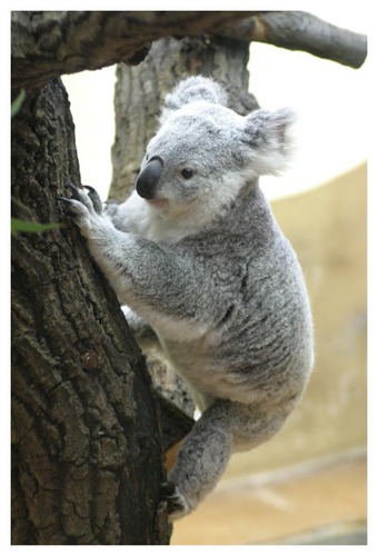 Koala in Bewegung