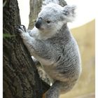 Koala in Bewegung