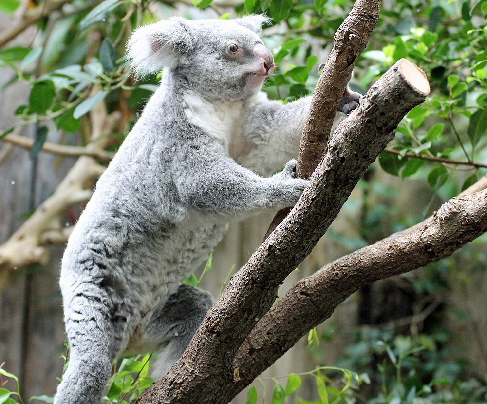 Koala in Bewegung