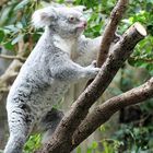 Koala in Bewegung