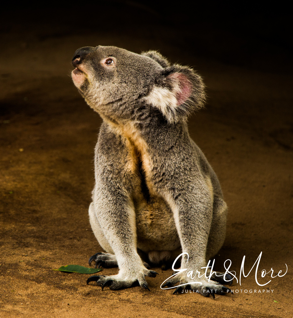 Koala in Denkerpose