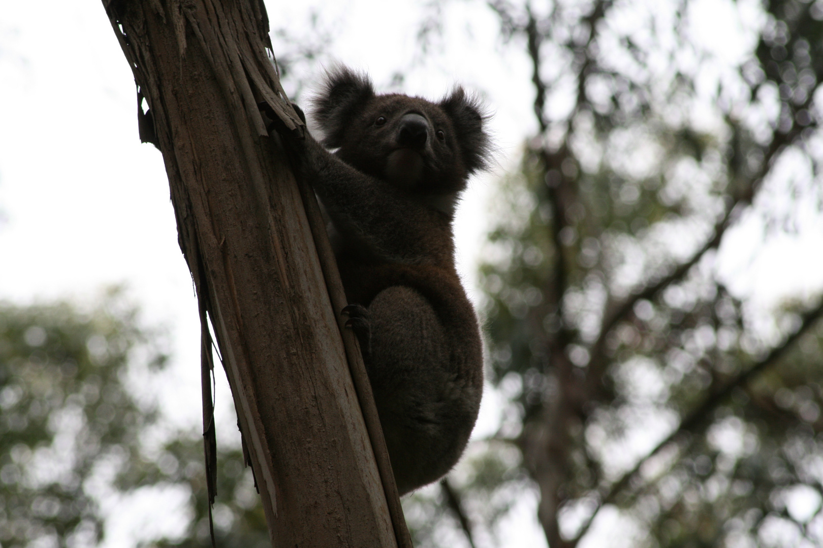 Koala in freier Wildbahn