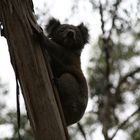 Koala in freier Wildbahn