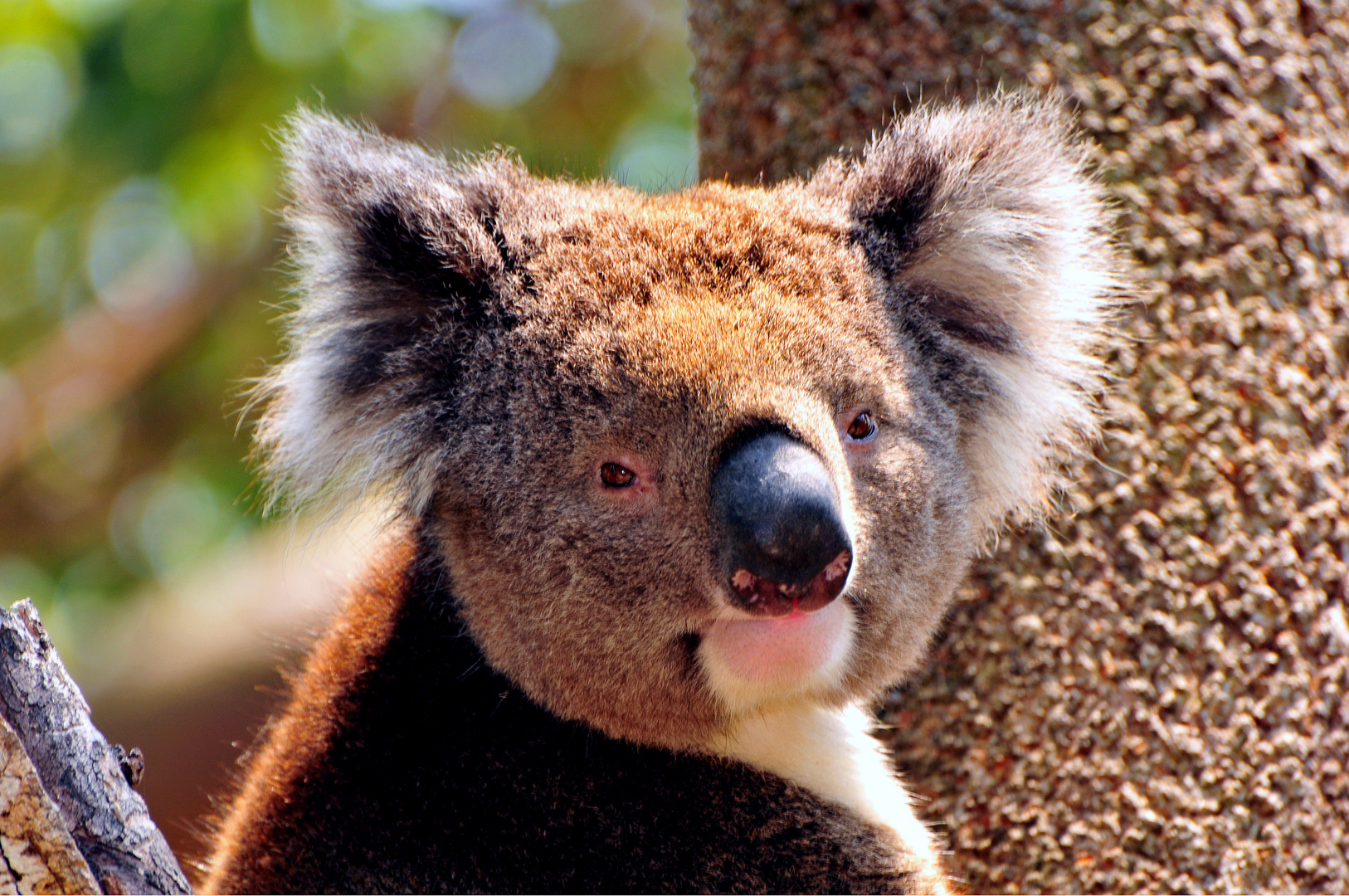 Koala in freier Wildbahn