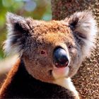 Koala in freier Wildbahn