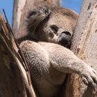 Koala in freier Wildbahn