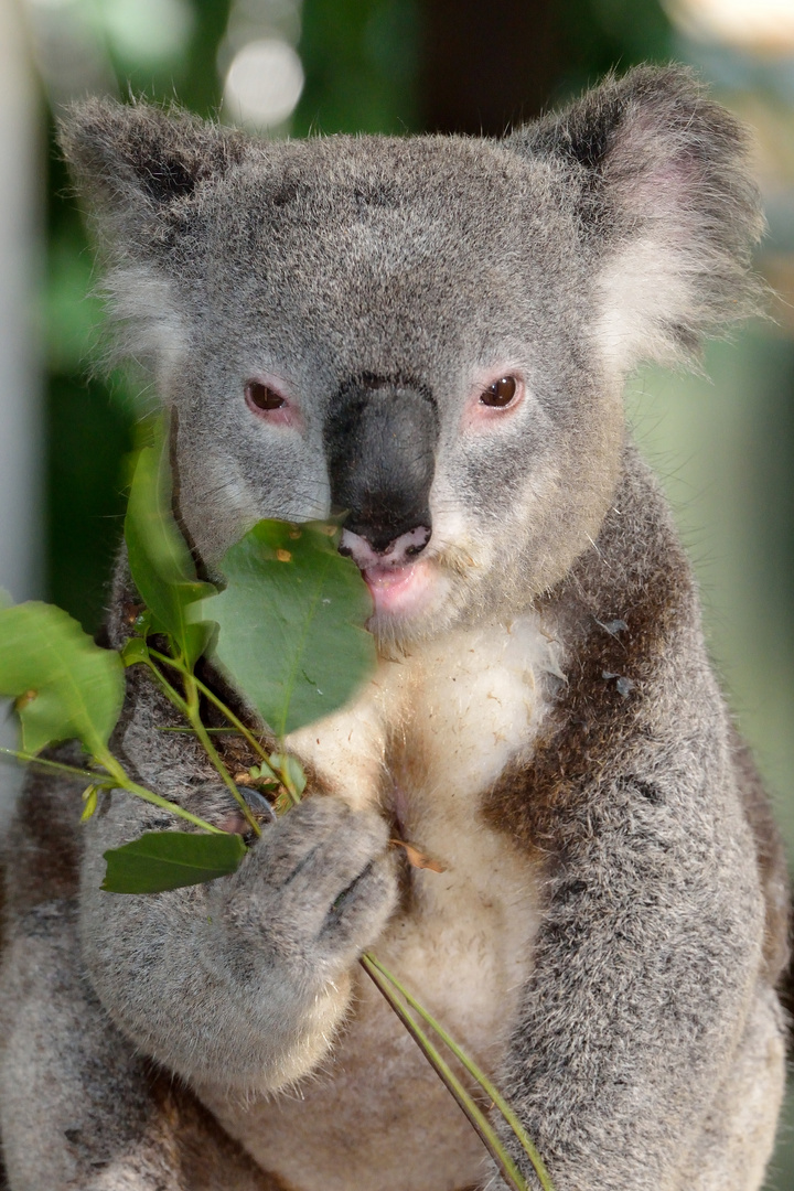 Koala in Kuranda