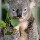 Koala in Kuranda