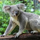 Koala in Kuranda