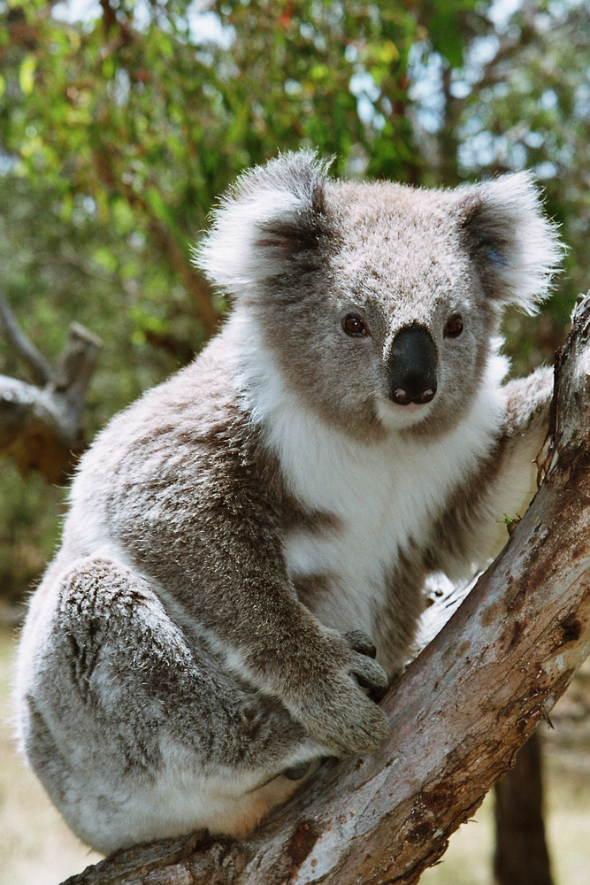 Koala in Melbourne (Australien)