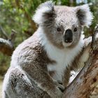 Koala in Melbourne (Australien)