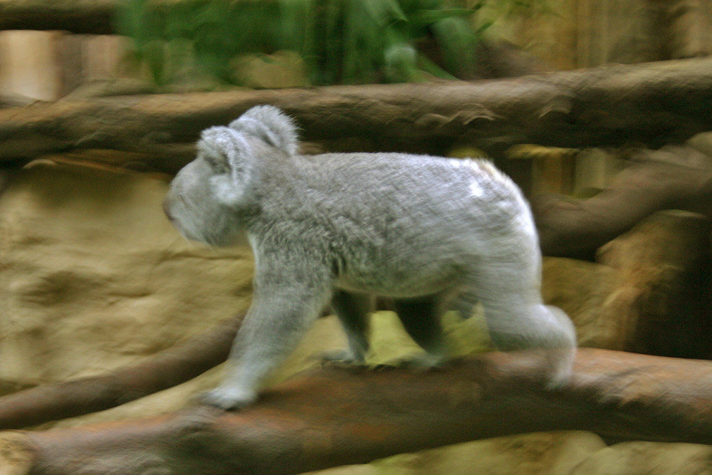 koala in motion