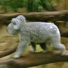 koala in motion