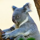 Koala in Wien Schönbrunn