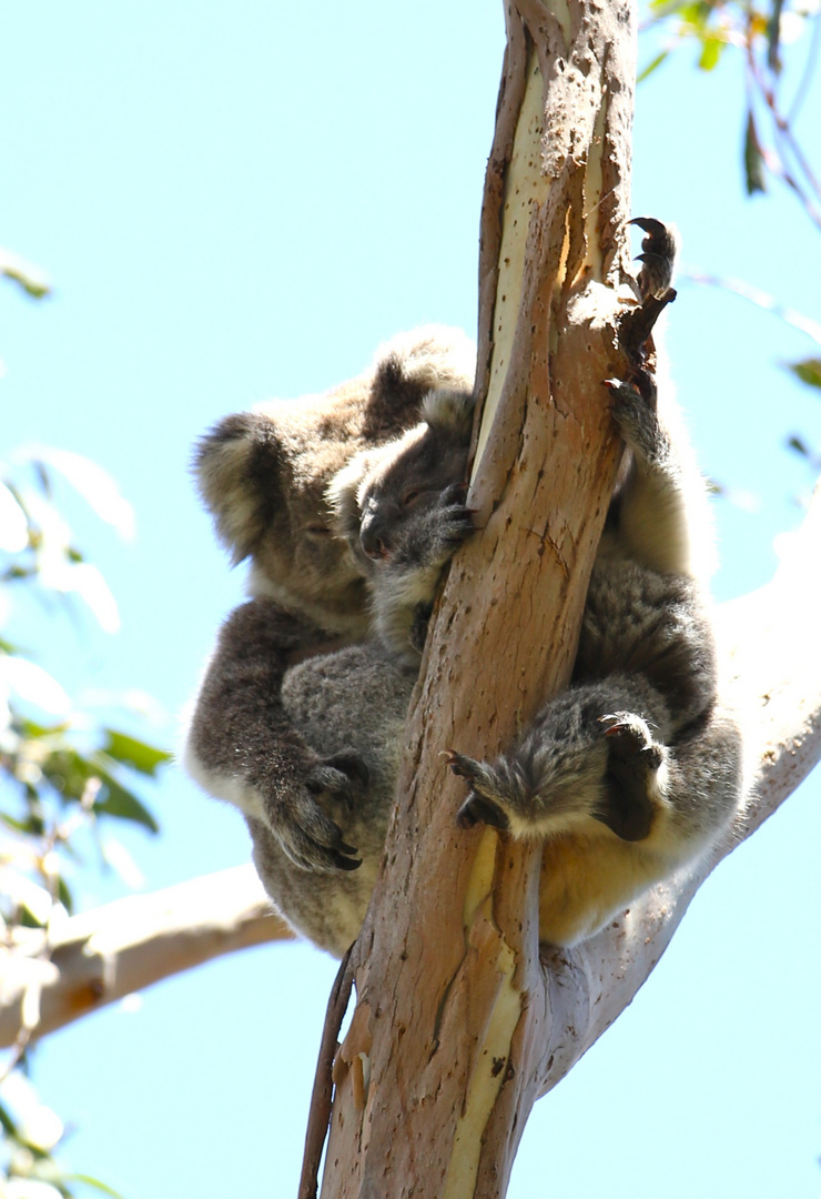 Koala in Wildlife