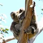 Koala in Wildlife