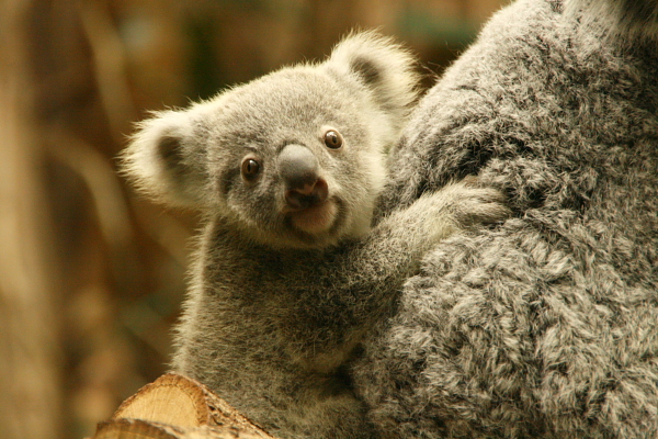 Koala Jungtier 2 Zoo Duisburg