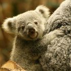 Koala Jungtier 2 Zoo Duisburg