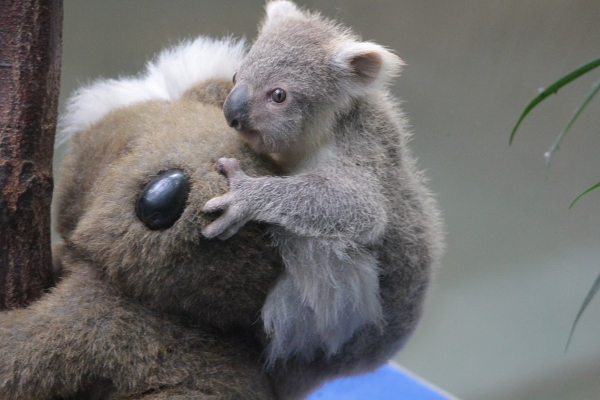 Koala Jungtier 3 Zoo Duisburg