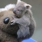 Koala Jungtier 3 Zoo Duisburg