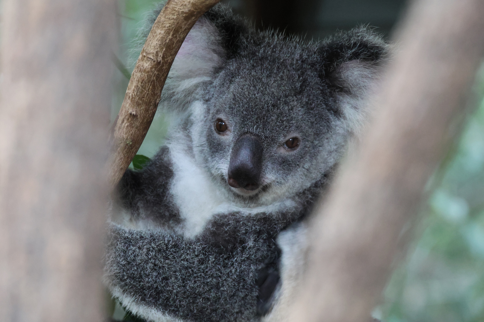 Koala (Jungtier)