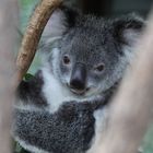 Koala (Jungtier)